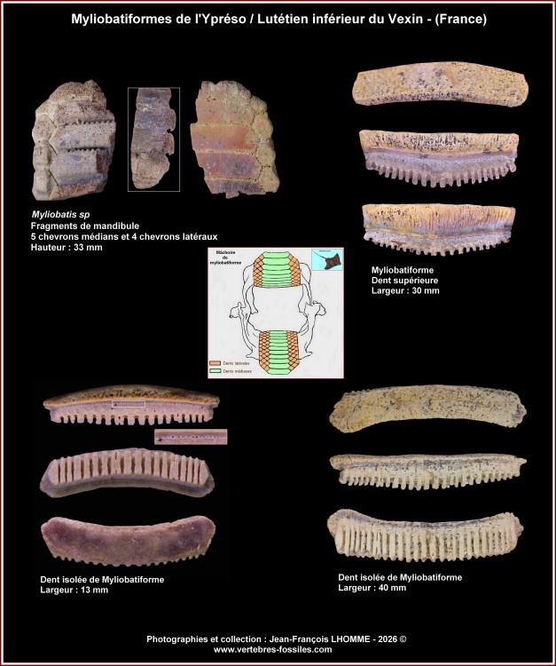 pl_batoides_ypreso_lutinf_vexin_2-Copie.thumb.jpg.020d9dc6518ae76ff053f8c8527b0e10.jpg
