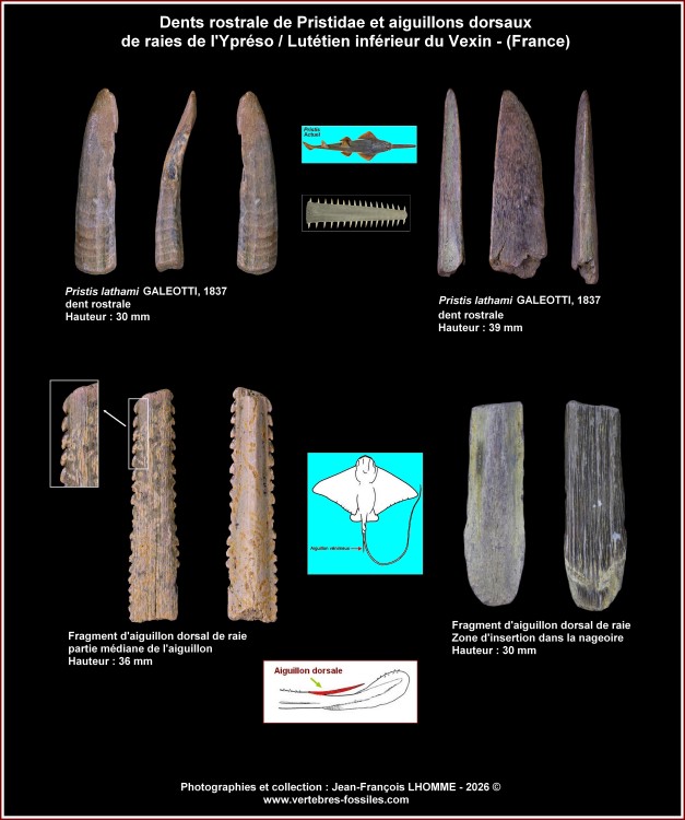 pl_batoides_ypreso_lutinf_vexin_3.thumb.jpg.5c8cc7e0e2412fdd8903a3e1329f5b74.jpg