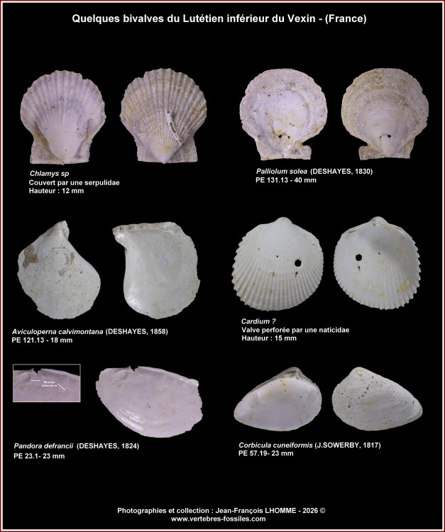 pl_bivalves_lutinf_vexin1.jpg