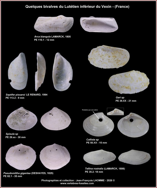 pl_bivalves_lutinf_vexin2.jpg