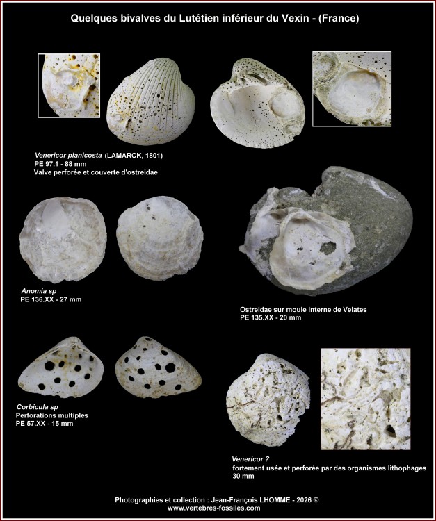 pl_bivalves_lutinf_vexin3.jpg