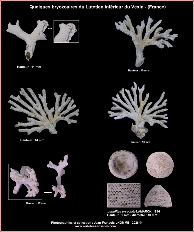 pl_bryozoaires_lutifn_vexin.thumb.jpg.4634c2d0343cf62f6802af0d1faa4da4.jpg