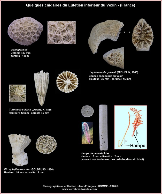 pl_coraux_lutinf_vexin.thumb.jpg.ef4151f6e65328b10776c3a94ede5383.jpg