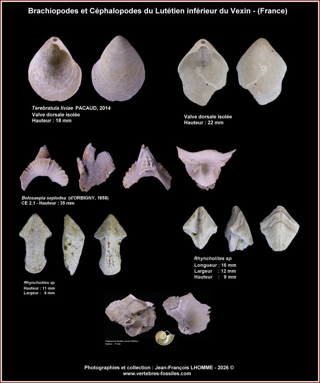 pl_divers_invertebres_lutinf_vexinj.thumb.jpg.8e5af6d7d3e450ab7bf02235d53e4e4c.jpg
