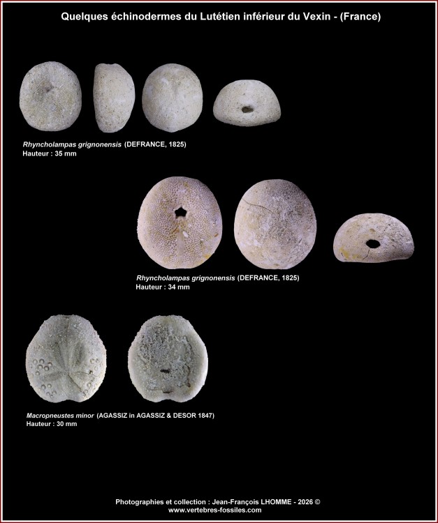 pl_echinodermes_lutinf_vexin.thumb.jpg.110616e2683db29bfcf2f035e72d0c17.jpg