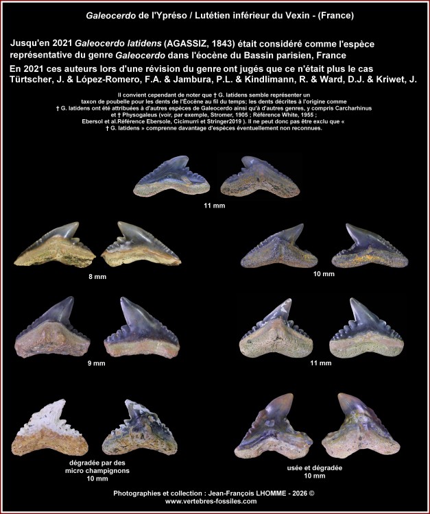 pl_galeocerdo_vexin.thumb.jpg.106a88ad136728ef78cfa15a53f5c2c8.jpg
