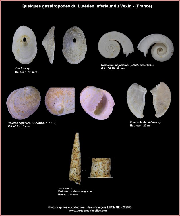 pl_gasteropodes_lutinf_vexin1.thumb.jpg.3b8d5ecca3e24ba7829b76a54603ebf2.jpg