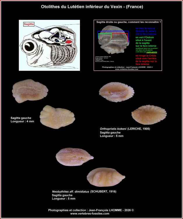 pl_otolithes_lutinf_vexin.thumb.jpg.8c887d0cd2ae53d0ebebdd34a529b1ec.jpg