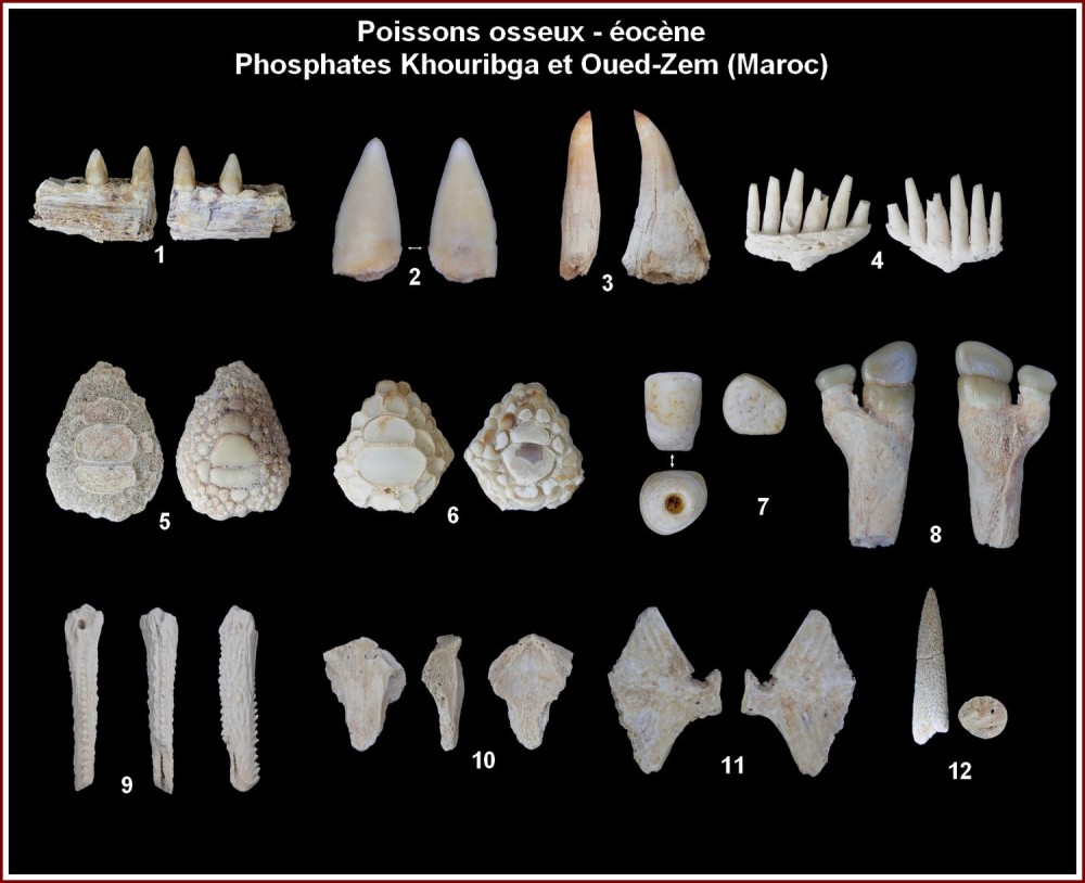 pl_poisson_ypresien_maroc.jpg