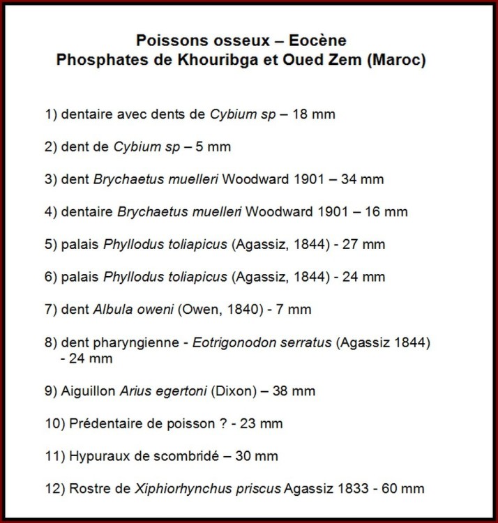 pl_poisson_ypresien_maroc2.jpg