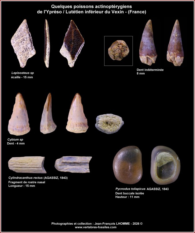 pl_poissons_osseux_lutinf_vexin.thumb.jpg.2b2b8733b5272eed8df55c0beadcf8ef.jpg