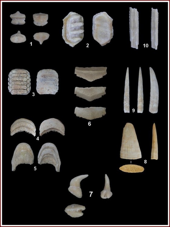 pl_raies_eocene_phosphates.jpg