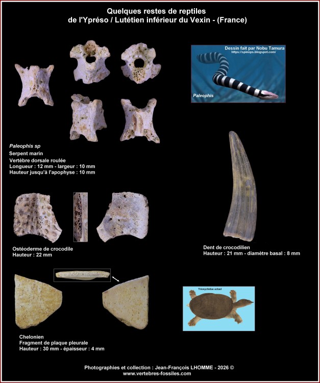 pl_reptiles_ypreso_lutinf_vexin.thumb.jpg.49ea719bae45af28a3c7bd462f8f7438.jpg
