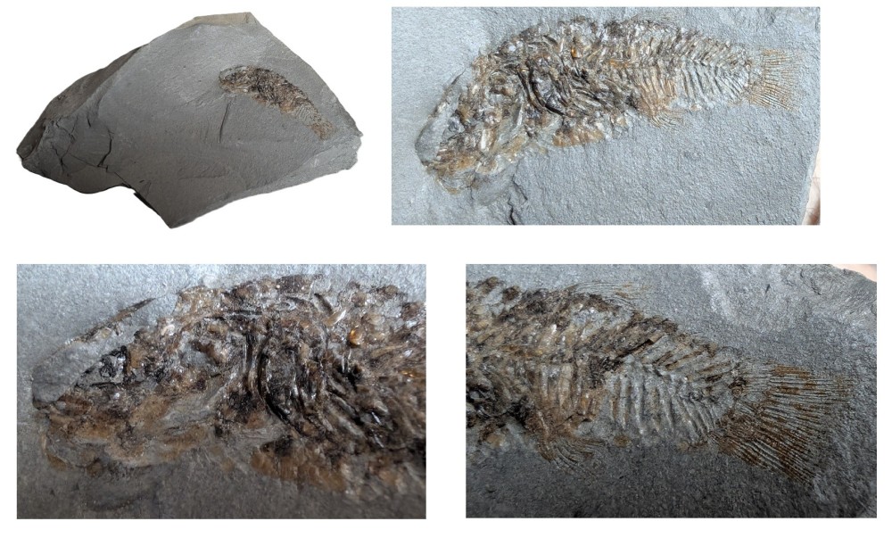 Aphaniuscrassicaudus.thumb.jpg.123d37804ebad61f2f021f3eecdba3ac.jpg