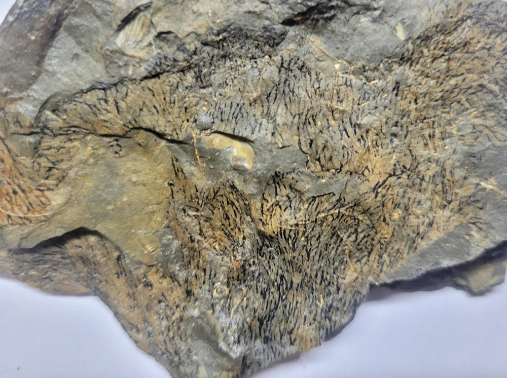 Callograptus.thumb.jpg.78b6c4c1d49ae9d0aae26774951519e4.jpg