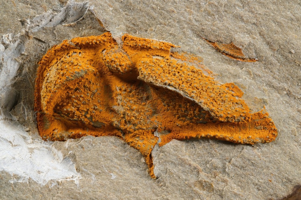 Cam-MN-Ctenocephalusbergeroni-P3134-Hfov17_5mm.thumb.jpg.6488db7c8cb225f8c2061008934b1631.jpg