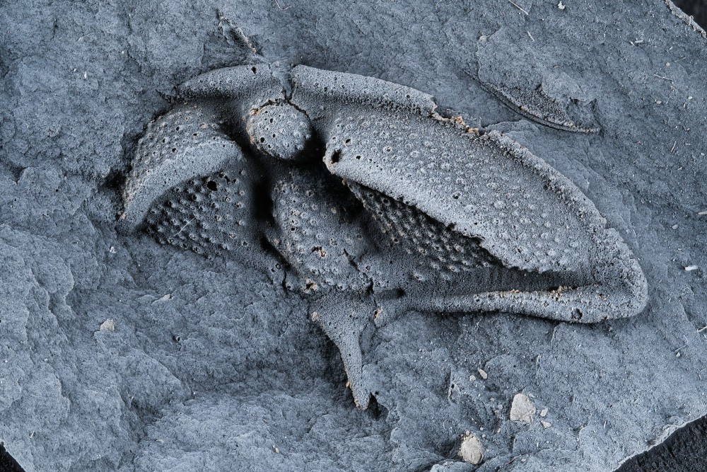 Cam-MN-Ctenocephalusbergeroni-P3134Moulage-Hfov18mm.thumb.jpg.7a5fefb819ddb0bd22c1179ab1d719db.jpg