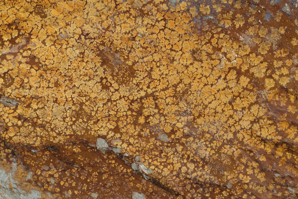 Cam-MN-Dendrites-P3135b-1-Hfov35mm.thumb.jpg.654988a264564c26a66cca3034383b83.jpg