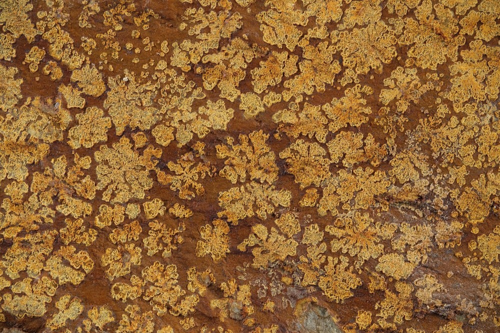 Cam-MN-Dendrites-P3135b-2-Hfov12_5mm.thumb.jpg.ed89a68ecb3d5b4900716b2e61c75fdd.jpg
