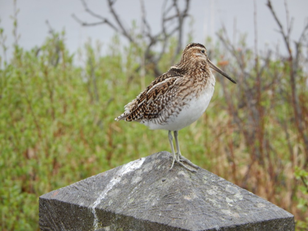 DSCN4315.JPG