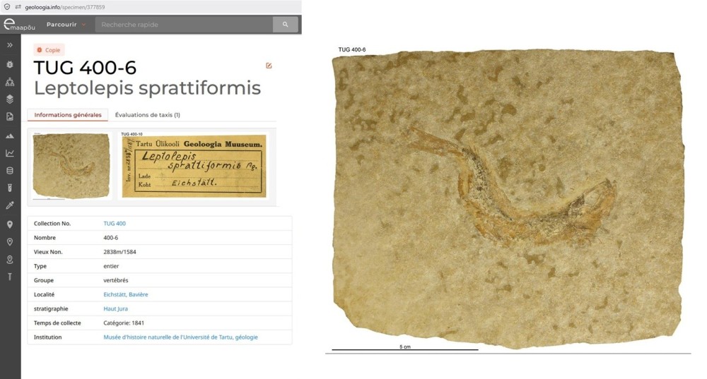 Leptolepissprattiformis.thumb.jpg.be5962496be37a80f4cc36ca7616d899.jpg