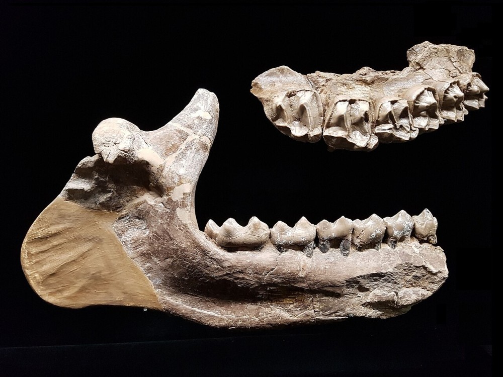 Lophiodon_Robiac.jpg