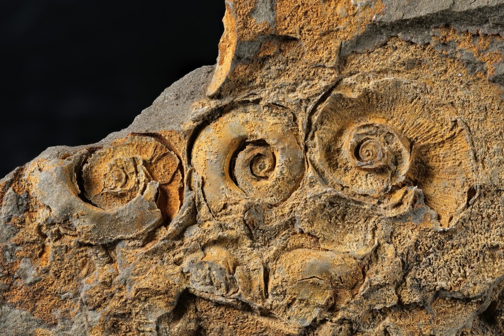 Ori-MN-Carcassonnellacourtessolei-P1022-Hfov23mm.thumb.jpg.5e8e01b9766b2e43a402eb4c0d0d9faa.jpg