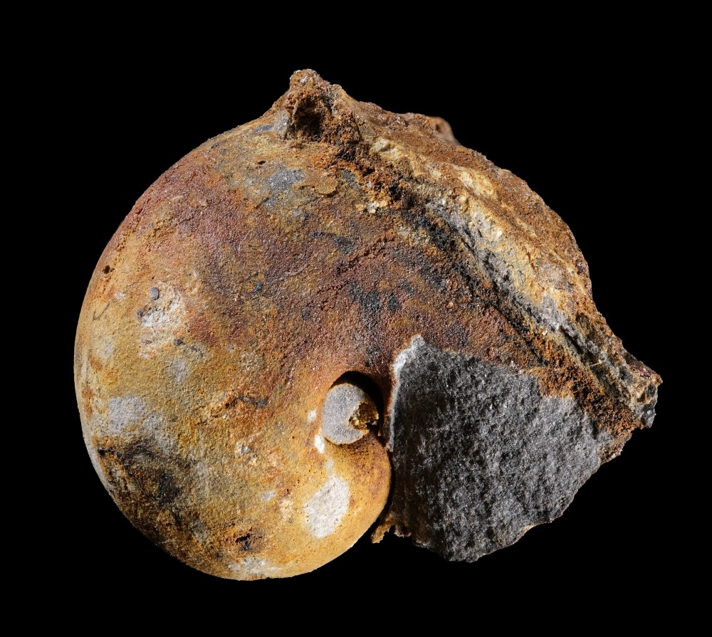 Ori-MN-Cymbularialaevis-P1270-Largeur11mm.thumb.jpg.1d68e4517df9f82cd1d168ccbbb2b841.jpg