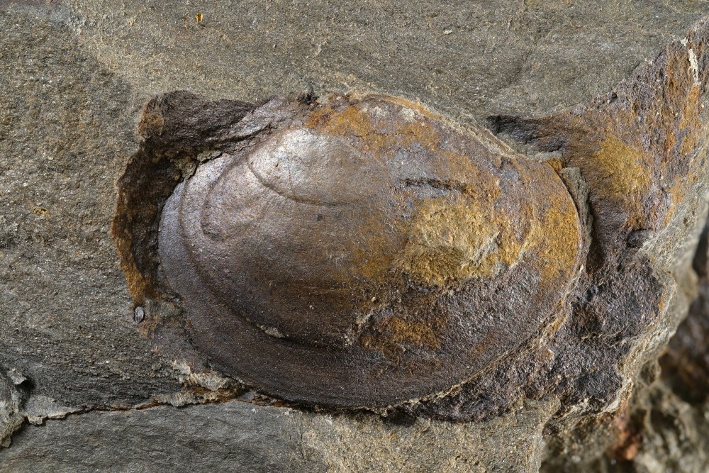 Ori-MN-Ekaterodonta-P3140-Largeur13mm.thumb.jpg.c64f9c9ac90f4a584a50a5bc5172568f.jpg