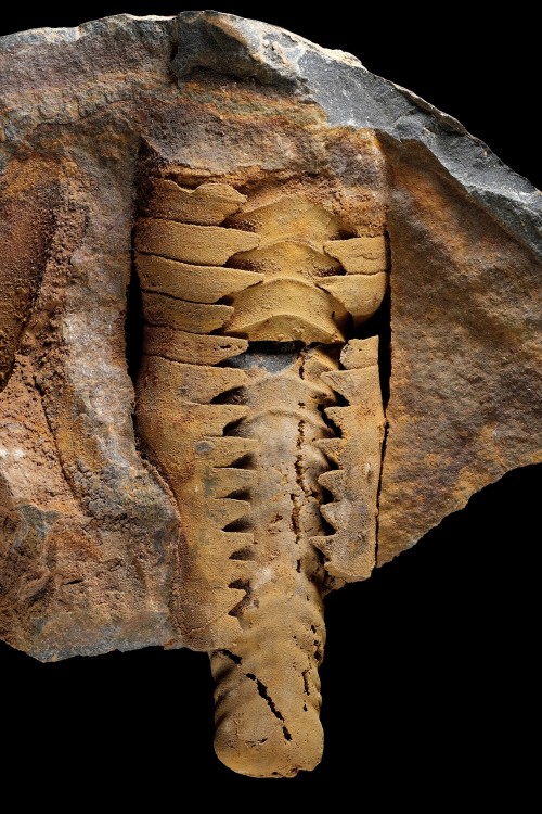 Ori-MN-Saloceraschinianense-P2684a-Longueur40mm.thumb.jpg.49b8ff589efb0d03523dd4b8f40d4e78.jpg