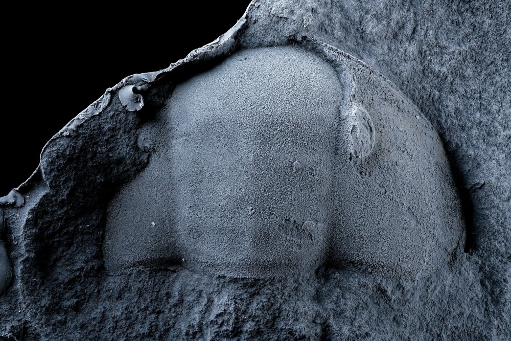 Ori-MN-guiraudi-Moulage.thumb.jpg.e5419ceebfebc5cefdc7f3d3766b78ad.jpg