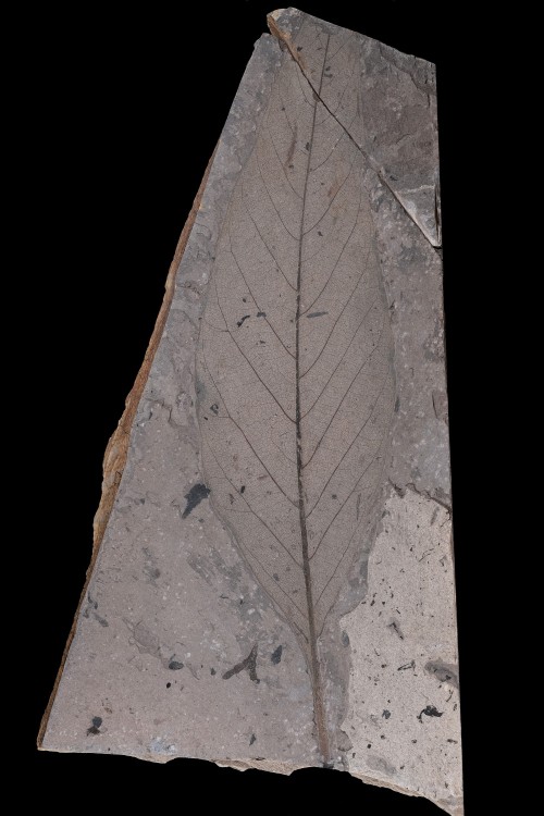 Palocne-Menat-Feuille-P102-Longueur200mm.thumb.jpg.4457e5183b2441f13cd2fd643b520e20.jpg
