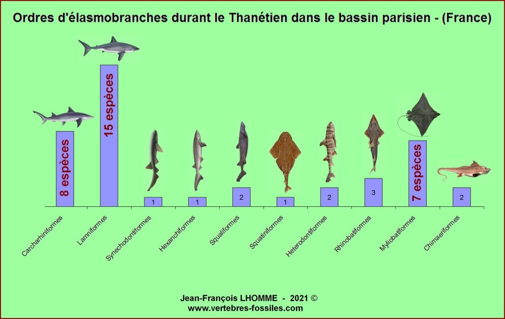 ordre_elasmo_thanetien_bp.thumb.jpg.1565e3fc406be8c9a59bba35e616c2ac.jpg