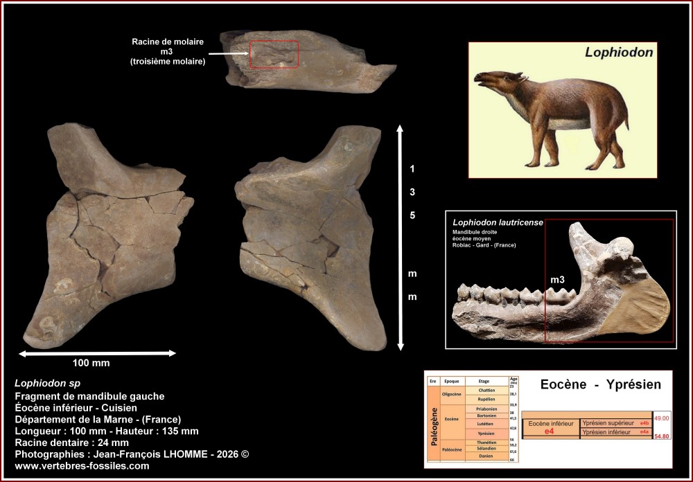 pl_mandibule_lophiodon_marne.jpg