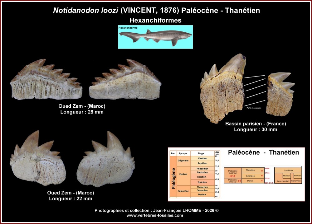 pl_notidanodon_loozi_maroc.thumb.jpg.5ab0465136d8ed44f3f0410b7fe06f34.jpg