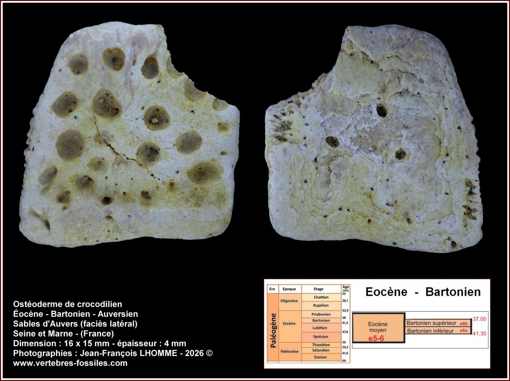 pl_osteoderme_croco_77.thumb.jpg.8eb0652490827bad2875bacf9654703b.jpg