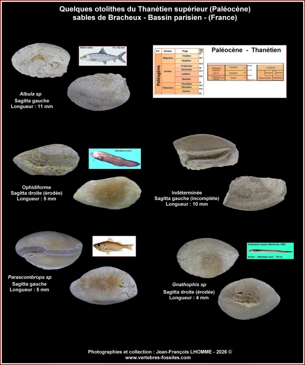 pl_otolithes_thanetien_oise.jpg