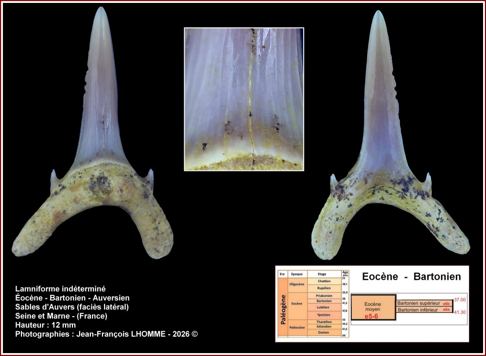 pl_petit_lamniforme_auversien_12mm.jpg