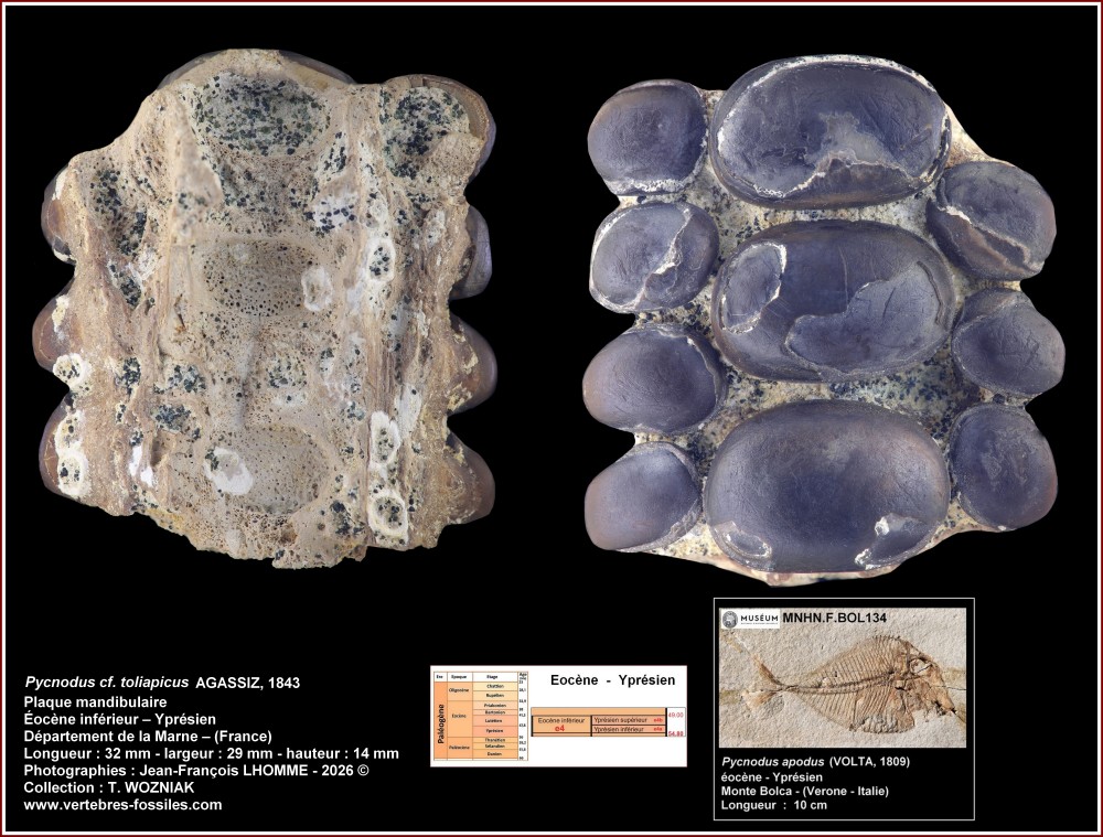 pl_pycnodonte_lutmoy_marne.thumb.jpg.eb8a32cb04476e39ed9a0038913e5cdd.jpg