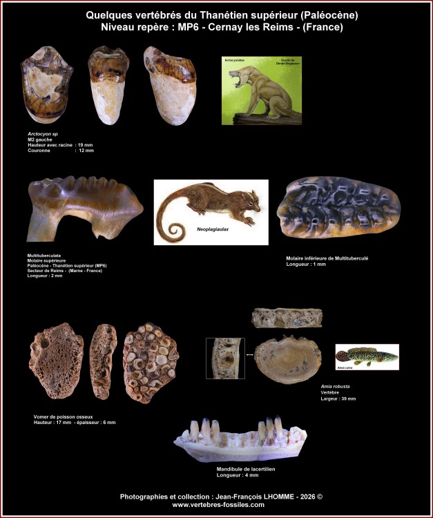 pl_vertebres_cernay_thanetien.jpg