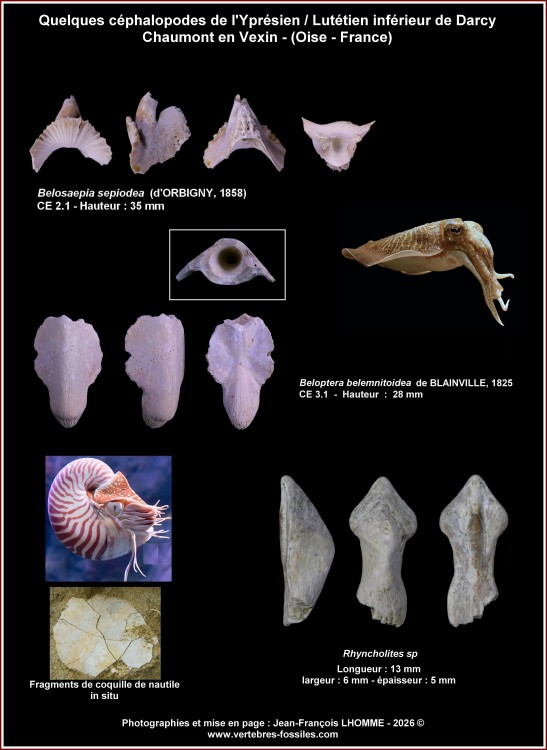 09_pl_eocene_darcy_cephalopodes.thumb.jpg.7025f627b18cd1605c6261241da95f01.jpg