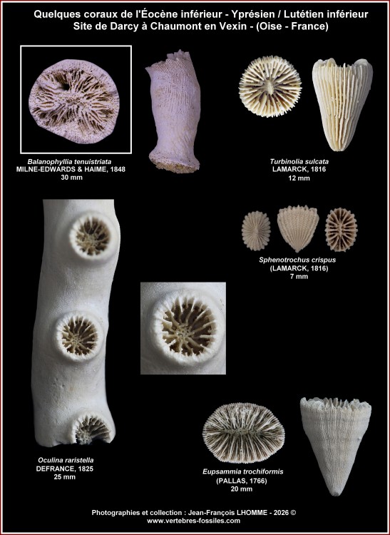 10_pl_eocene_darcy_coraux.thumb.jpg.3edd312017a43f49a78c98e6885be0a1.jpg