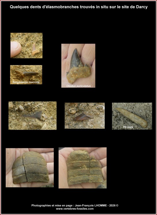11_pl_eocene_darcy_vertebre1.thumb.jpg.6b89888b01556fb0ce72434e063c25da.jpg