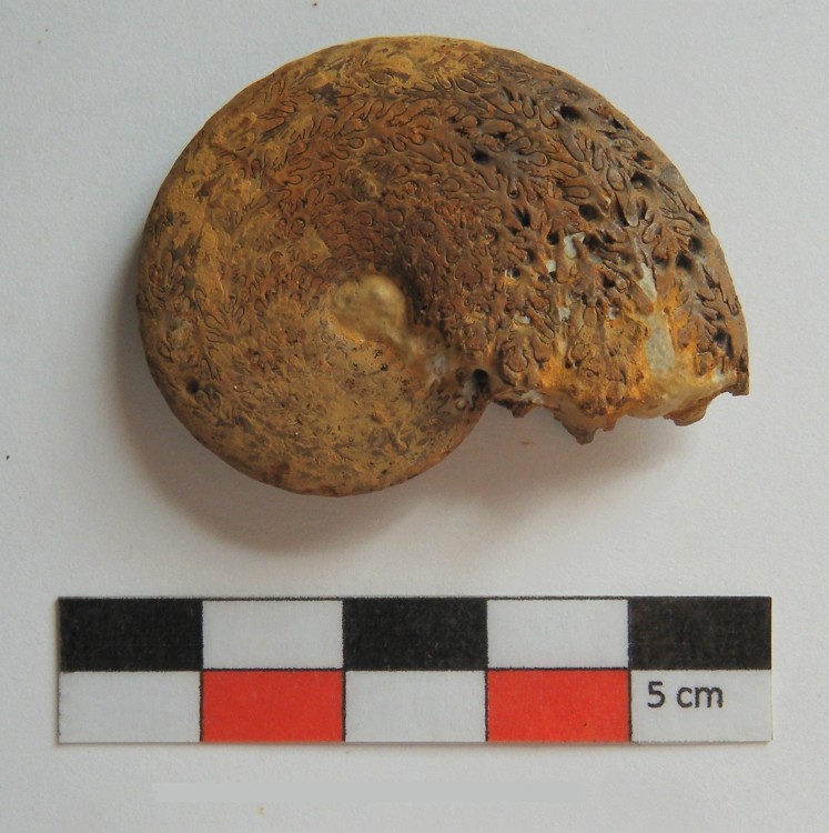 Ammonite.0020.JPG