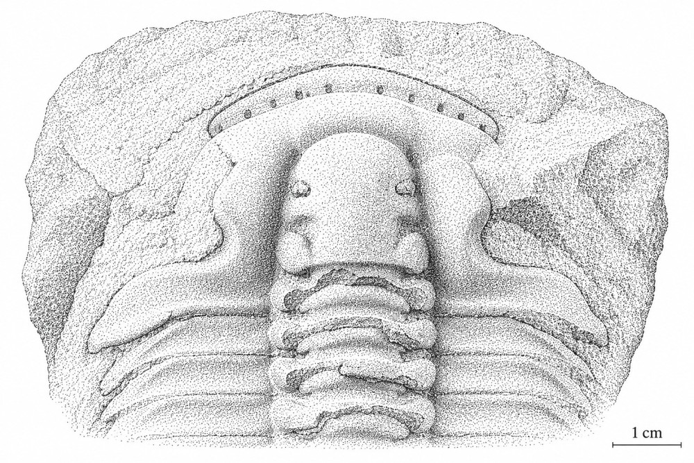 Euloma-Chatgpt.thumb.jpg.e1627532346ea881aa1446fa4edbe1e4.jpg