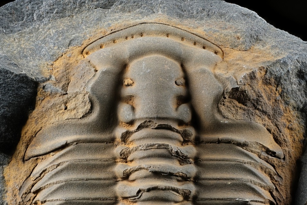 Ori-MN-Eulomafilacovi-P2171-Dtail.thumb.jpg.87410cb46c82bee27495c3b472b846ee.jpg