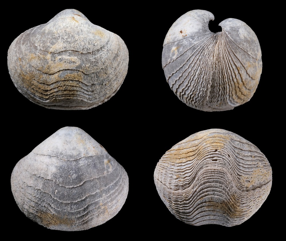 Pliensbachien-Malicornay-Liospiriferinarostrata-Largeur35mm.thumb.jpg.d626717e8cccfb942b3313a8d79caf81.jpg