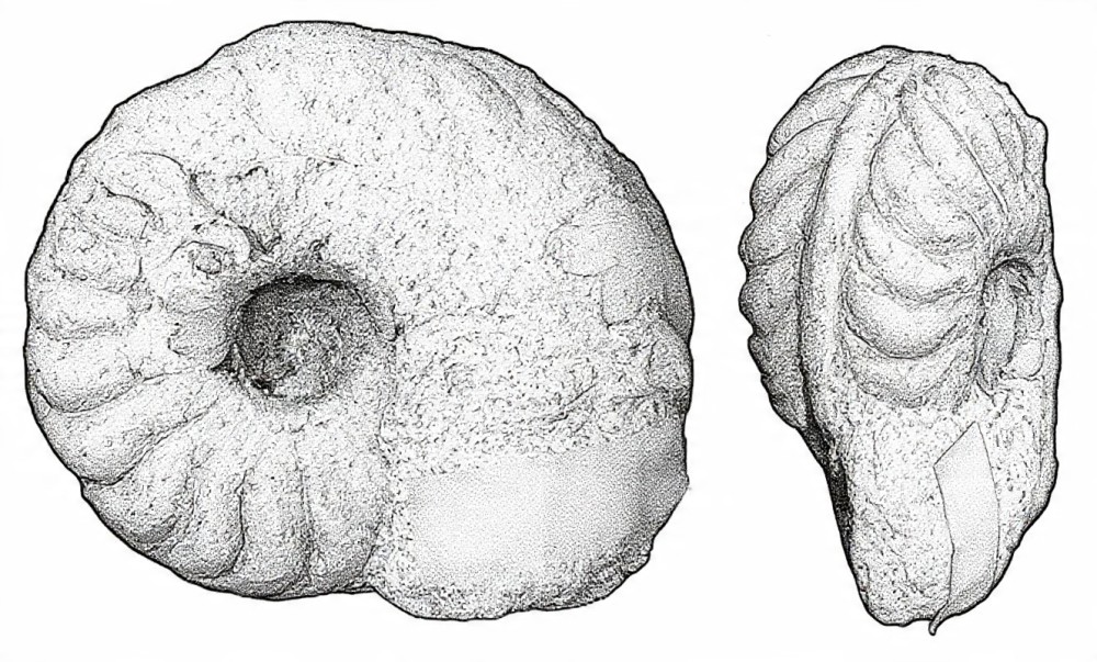 ammonite1.jpeg