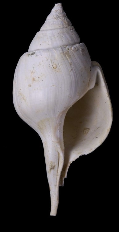 clavilithes_clavelathus.jpg