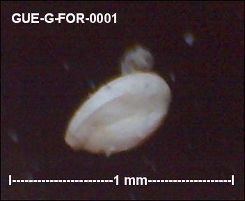 gue-g-44.jpg.81223638fed9f90e3a7582aabbd0a019.jpg